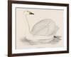 Bewick's Swan-Reverend Francis O. Morris-Framed Photographic Print