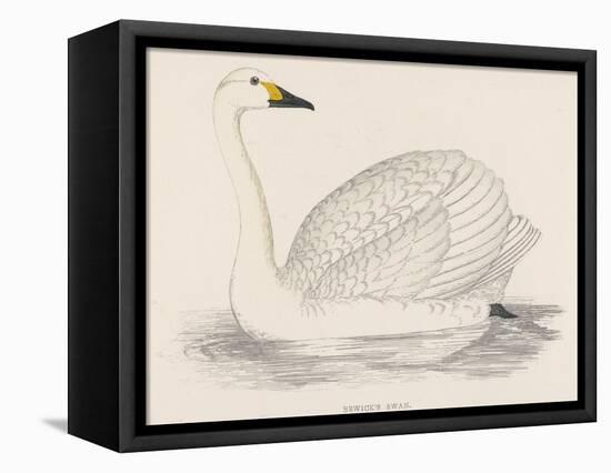 Bewick's Swan-Reverend Francis O. Morris-Framed Stretched Canvas