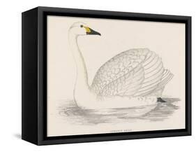 Bewick's Swan-Reverend Francis O. Morris-Framed Stretched Canvas