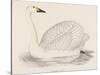 Bewick's Swan-Reverend Francis O. Morris-Stretched Canvas