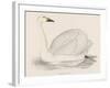 Bewick's Swan-Reverend Francis O. Morris-Framed Photographic Print