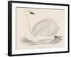 Bewick's Swan-Reverend Francis O. Morris-Framed Photographic Print