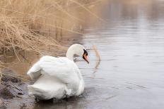 Lone White Swan Looking Back at Onlooker-beyond_a_snapshot-Stretched Canvas