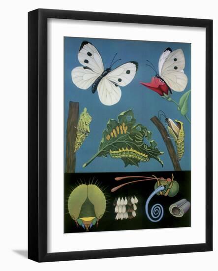 Bfly-null-Framed Giclee Print