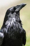 Common Raven, Jasper National Park Alberta Canada-BGSmith-Photographic Print