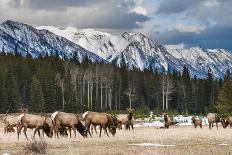 Wild Mountain Elk, Banff National Park Alberta Canada-BGSmith-Photographic Print