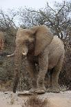 Bull Desert Elephant, Damaraland, Namibia, Africa-Bhaskar Krishnamurthy-Photographic Print