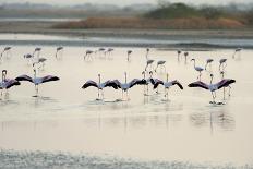 Lesser Flamingos, Little Rann of Kutch, Gujarat, India, Asia-Bhaskar Krishnamurthy-Photographic Print