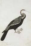 The Indian Darter or Snake-Bird (Anhinga Melanogaster), C.1780-Bhawani Das-Mounted Giclee Print