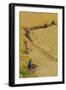 Bhutan, Punakha Region. Family and Neighbors Working Together to Harvest Rice-Brenda Tharp-Framed Photographic Print