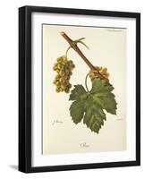 Bia Grape-J. Troncy-Framed Giclee Print