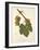 Bia Grape-J. Troncy-Framed Giclee Print