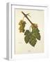 Bia Grape-J. Troncy-Framed Giclee Print