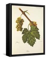 Bia Grape-J. Troncy-Framed Stretched Canvas