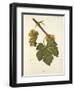 Bia Grape-J. Troncy-Framed Giclee Print