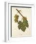 Bia Grape-J. Troncy-Framed Giclee Print