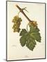 Bia Grape-J. Troncy-Mounted Giclee Print