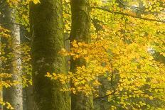 Sycamore (Acer Pseudoplatanus) Leaves over Gradinsko Lake, Upper Lakes, Plitvice Lakes Np Croatia-Biancarelli-Photographic Print