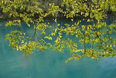 European Hop-Hornbeam Leaves Above Turquoise Water, Lower Lakes, Plitvice Lakes Np, Croatia-Biancarelli-Photographic Print