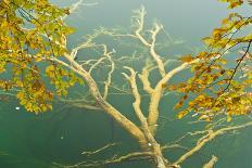 Sycamore (Acer Pseudoplatanus) Leaves over Gradinsko Lake, Upper Lakes, Plitvice Lakes Np Croatia-Biancarelli-Photographic Print