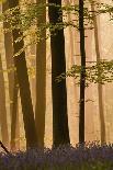 European Beech Tree (Fagus Sylvatica) and Undergrowth Including Wild Garlic, Hallerbos, Belgium-Biancarelli-Photographic Print