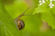 Snail on Garlic Mustard (Alliaria Petiolata) Leaves, Hallerbos, Belgium, April-Biancarelli-Framed Photographic Print