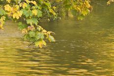 European Hop-Hornbeam Leaves Above Turquoise Water, Lower Lakes, Plitvice Lakes Np, Croatia-Biancarelli-Photographic Print
