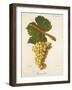 Biancolella Grape-J. Troncy-Framed Giclee Print