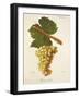 Biancolella Grape-J. Troncy-Framed Giclee Print