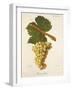 Biancolella Grape-J. Troncy-Framed Giclee Print