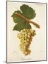 Biancolella Grape-J. Troncy-Mounted Giclee Print