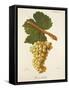 Biancolella Grape-J. Troncy-Framed Stretched Canvas