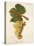 Biancolella Grape-J. Troncy-Stretched Canvas