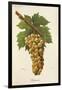 Biancone Grape-J. Troncy-Framed Giclee Print