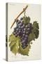 Bibiola Grape-A. Kreyder-Stretched Canvas