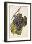 Bibiola Grape-A. Kreyder-Framed Giclee Print