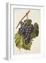 Bibiola Grape-A. Kreyder-Framed Giclee Print