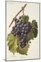 Bibiola Grape-A. Kreyder-Mounted Giclee Print