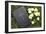 Bible on the grass with primrose at springtime-null-Framed Giclee Print