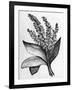 Biblical Hyssop plant-English School-Framed Giclee Print
