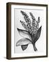 Biblical Hyssop plant-English School-Framed Giclee Print