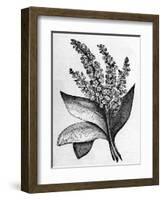 Biblical Hyssop plant-English School-Framed Giclee Print