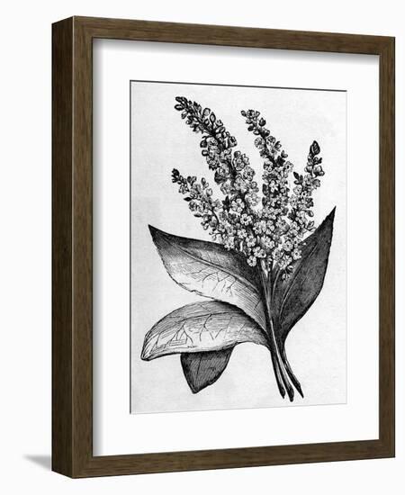 Biblical Hyssop plant-English School-Framed Giclee Print