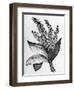 Biblical Hyssop plant-English School-Framed Giclee Print