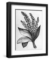 Biblical Hyssop plant-English School-Framed Giclee Print