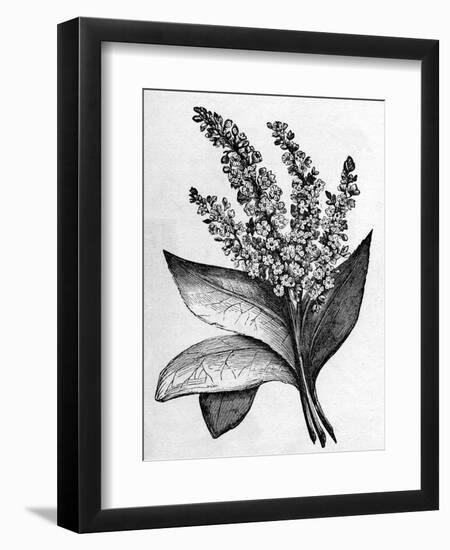 Biblical Hyssop plant-English School-Framed Giclee Print