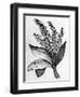 Biblical Hyssop plant-English School-Framed Giclee Print