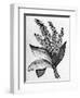 Biblical Hyssop plant-English School-Framed Giclee Print