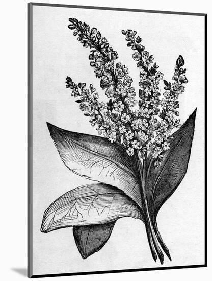 Biblical Hyssop plant-English School-Mounted Giclee Print