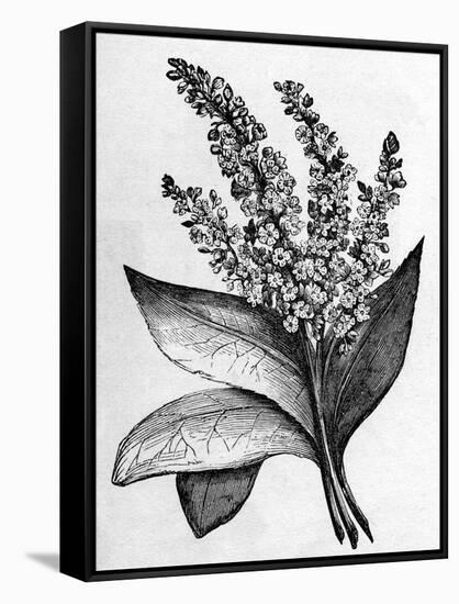 Biblical Hyssop plant-English School-Framed Stretched Canvas